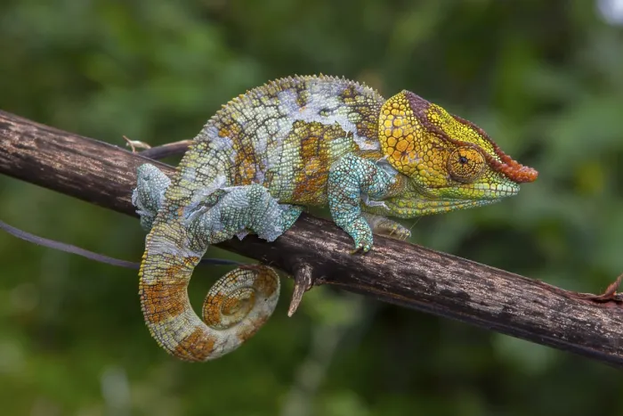 Framed Print : Variegated chameleon (Calumma crypticum) near Ambositra