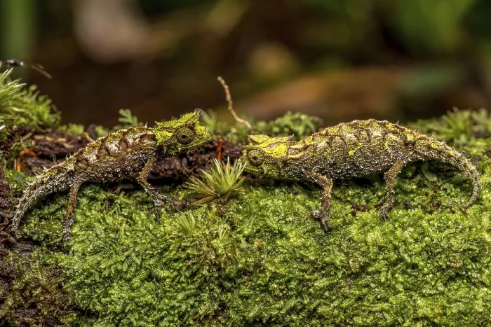 Framed Print : Variegated Earth Chameleon (Brookesia vadoni) Framed Print : Variegated Earth Chameleon (Brookesia vadoni)