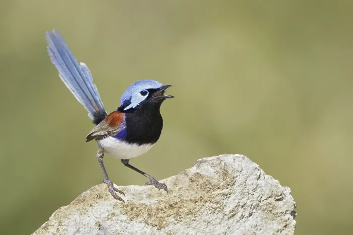 Framed Print : Variegated Fairywren (Malurus lamberti assimilis) male singing