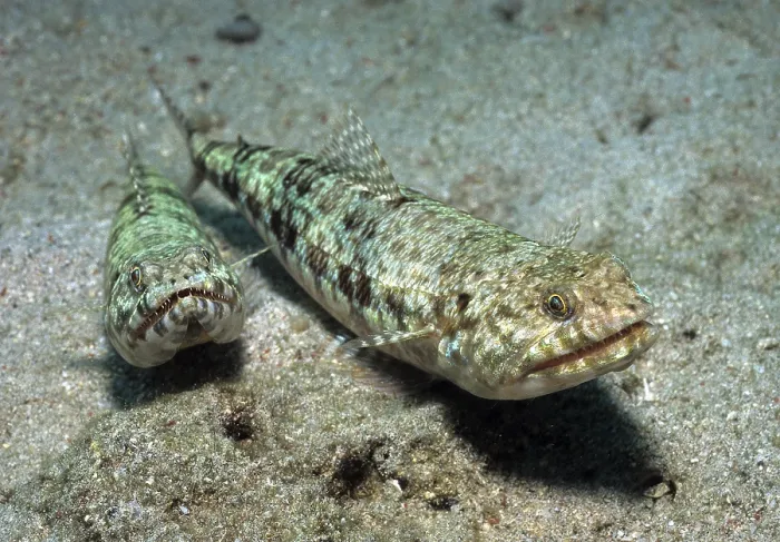 Framed Print : Variegated lizardfish (Synodus variegatus) Framed Print : Variegated lizardfish (Synodus variegatus)