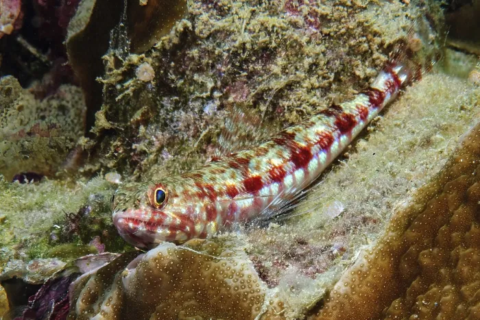 Framed Print : Variegated lizardfish (Synodus variegatus) lies between stony corals (Acropora) in coral reef