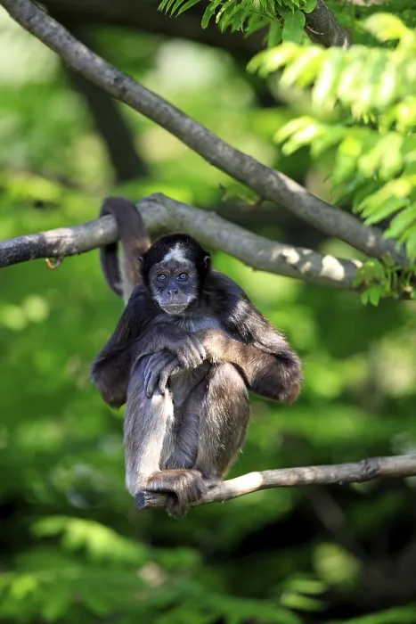 Framed Print : Variegated Spider Monkey (Ateles belzebuth hybridus)