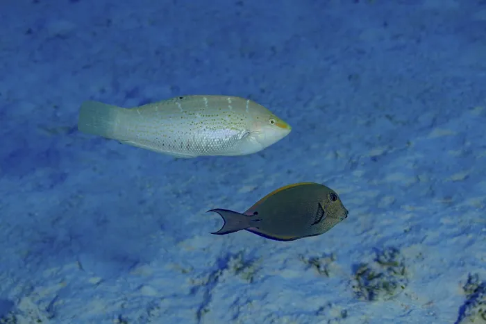 Framed Print : A Variegated Wrasse (Coris variegata) beside a Brown Surgeonfish (Acanthurus nigrofuscus)