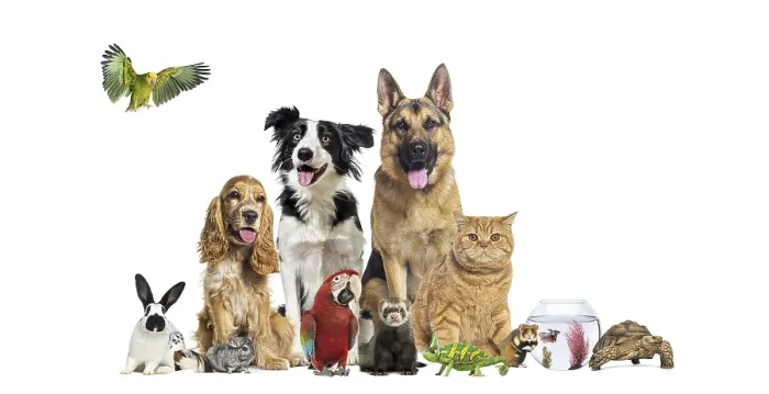 Framed Print : Variety of companion animals including dogs Framed Print : Variety of companion animals including dogs