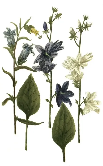 Framed Print : Various bellflowers (Campanula)