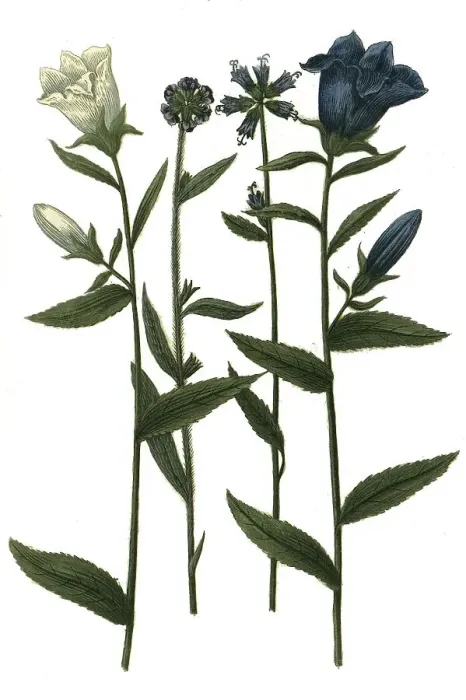Framed Print : Various bellflowers (Campanula) caerulea