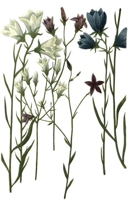 Framed Print : Various bellflowers (Campanula) nemorosa Framed Print : Various bellflowers (Campanula) nemorosa