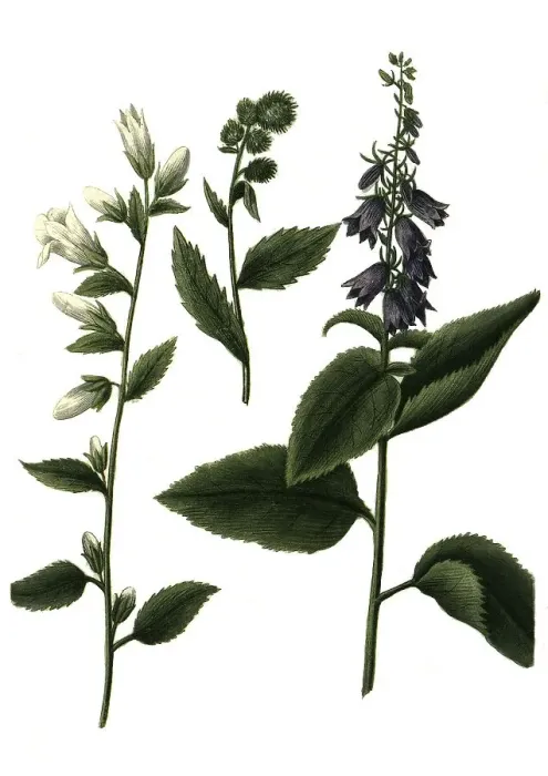 Framed Print : Various bellflowers (Campanula) urticae