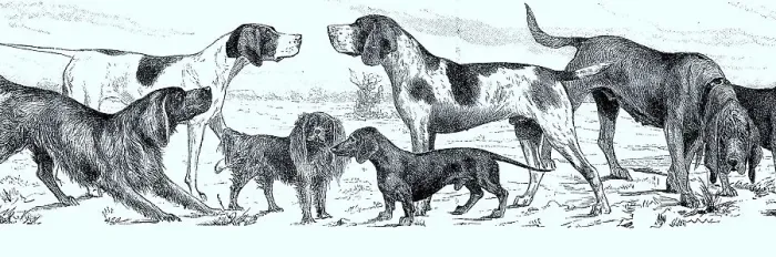 Framed Print : Various breeds of dogs, Historical