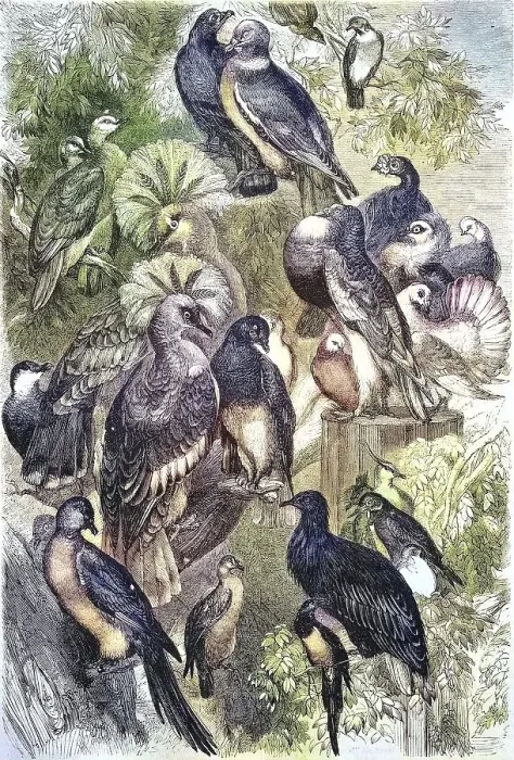 Framed Print : Various Breeds of Pigeon, 1880