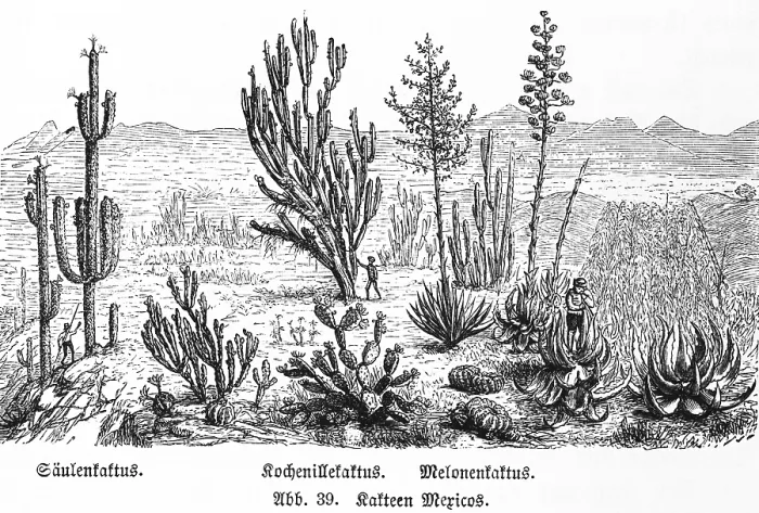 Framed Print : Various cactus species in the wild in the mountains of Mexico