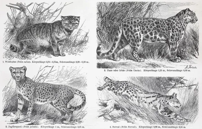 Framed Print : Various cats, European wild cat (Felis silvestris)