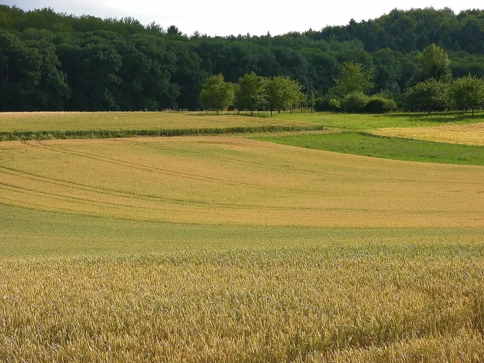 Framed Print : Various cereal fields Wheat fields at the edge of the forest Kraichgau