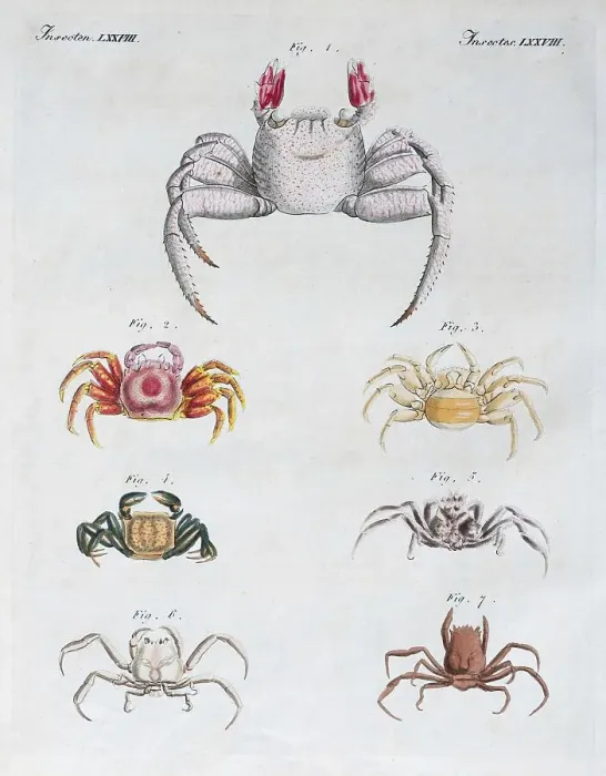Framed Print : Various crabs, hand-coloured copper engraving from Friedrich Justin Bertuch Picture Book for Children
