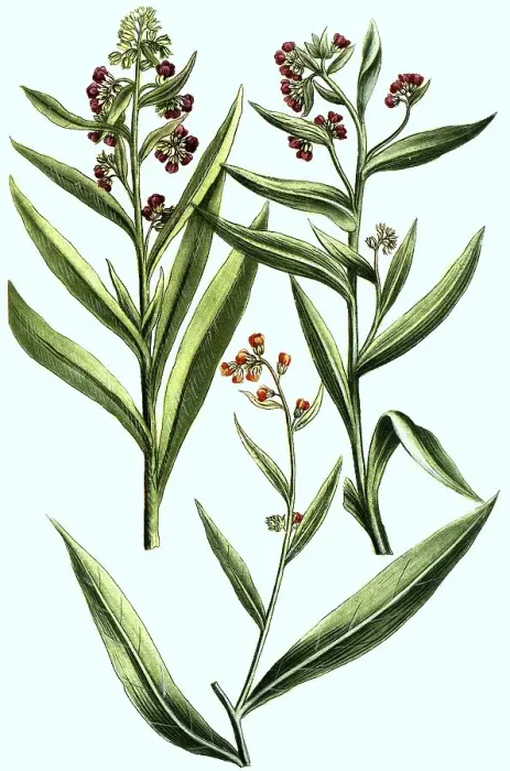 Framed Print : Various dogtooths, Cynoglossum