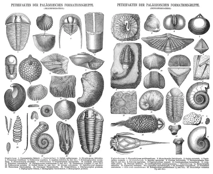 Framed Print : Various fossils, historical illustration, 1896