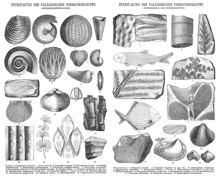 Framed Print : Various fossils, historical illustration, 1896 Framed Print : Various fossils, historical illustration, 1896