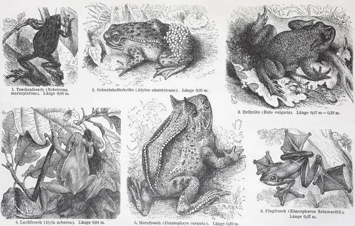 Framed Print : Various frogs and toads, Historic