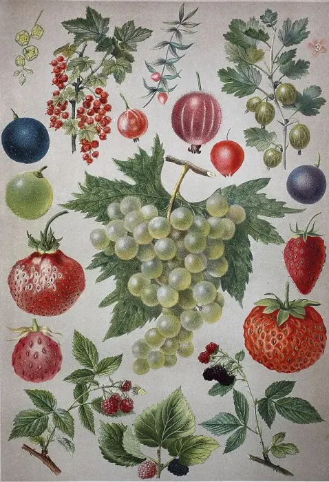 Framed Print : Various fruits, berries, berry fruits
