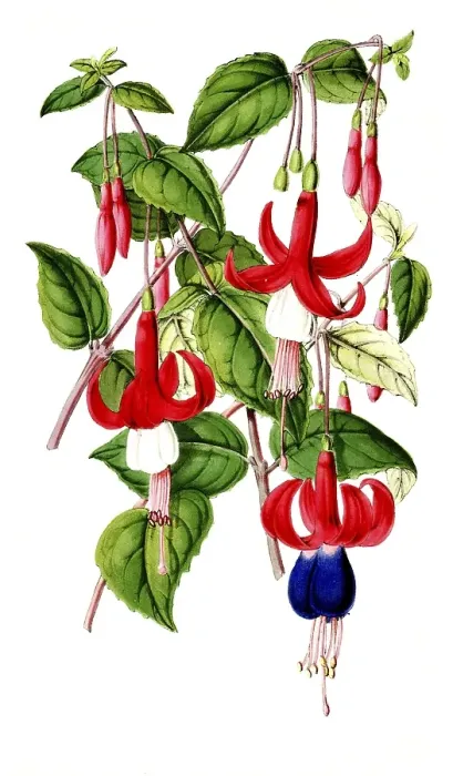 Framed Print : Various fuchsias, Fuchsia, species-rich genus in the evening primrose family, plant and flower, digitally reworked reproduction of an original from the 19th century Framed Print : Various fuchsias, Fuchsia, species-rich genus in the evening primrose family, plant and flower, digitally reworked reproduction of an original from the 19th century