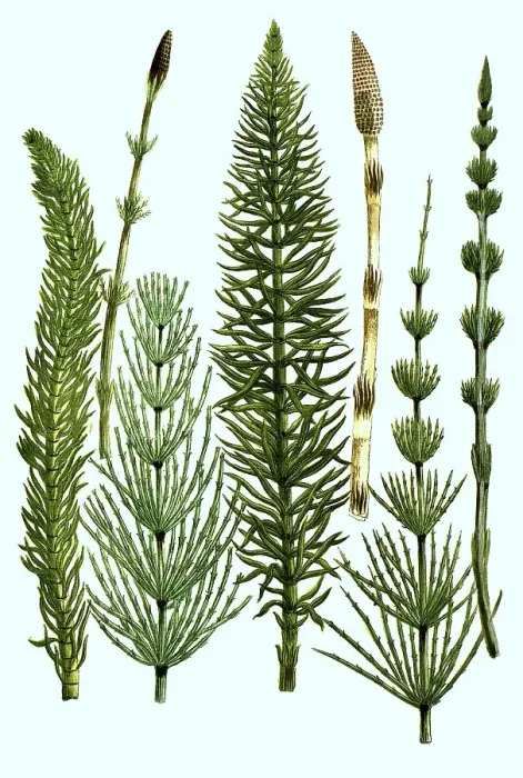 Framed Print : Various horsetails, various horsetails Framed Print : Various horsetails, various horsetails
