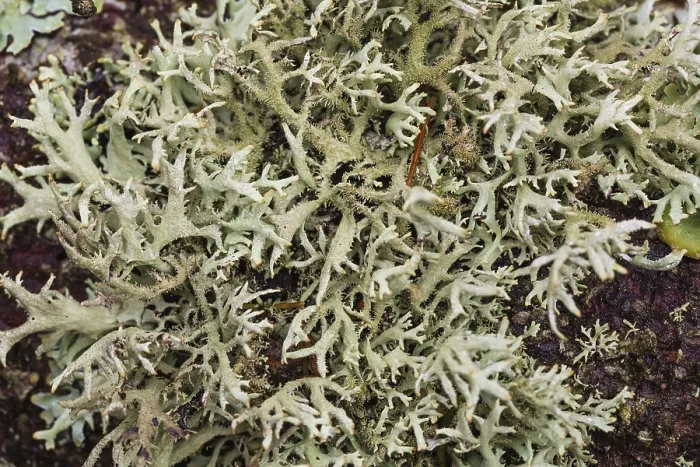 Framed Print : Various lichens on a tree in Eng valley Framed Print : Various lichens on a tree in Eng valley