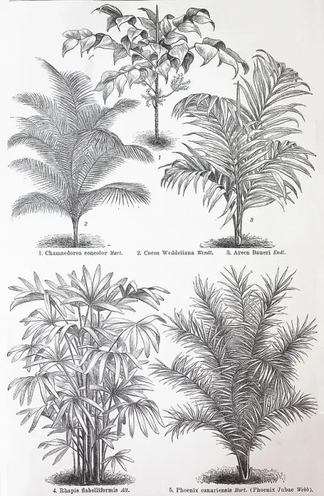 Framed Print : Various palms, Chamaedorea concolor