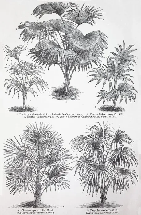 Framed Print : Various palms, Livistona sinensis Framed Print : Various palms, Livistona sinensis