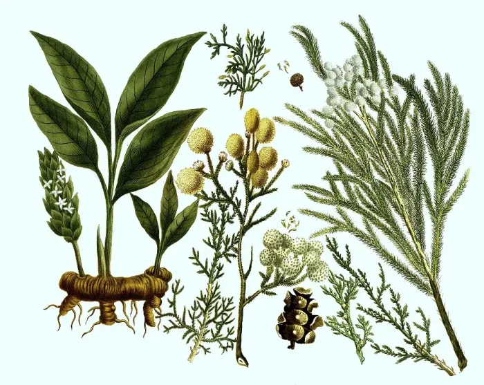 Framed Print : Various plants of the cypress (Cupressus) family Cupressaceae foemina Framed Print : Various plants of the cypress (Cupressus) family Cupressaceae foemina