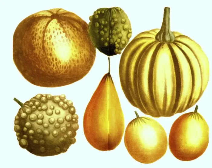 Framed Print : Various pumpkins (Cucurbita), variants of the cucurbits Framed Print : Various pumpkins (Cucurbita), variants of the cucurbits