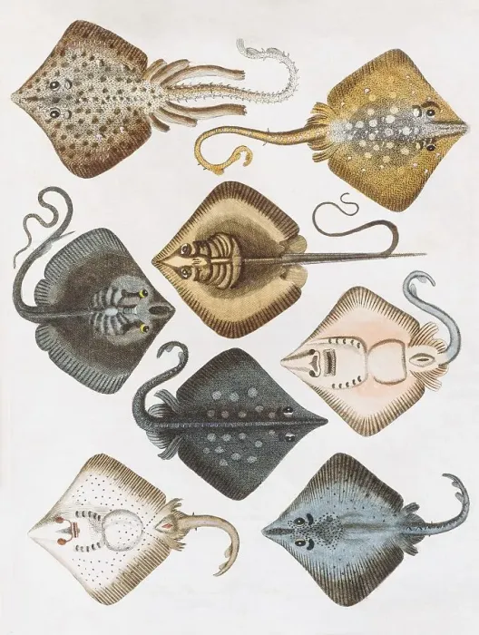Framed Print : Various rays (Raja), handcoloured copper engraving by Friedrich Justin Bertuch Framed Print : Various rays (Raja), handcoloured copper engraving by Friedrich Justin Bertuch