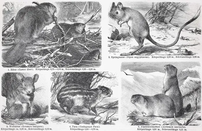 Framed Print : Various rodents, beaver, dipodid