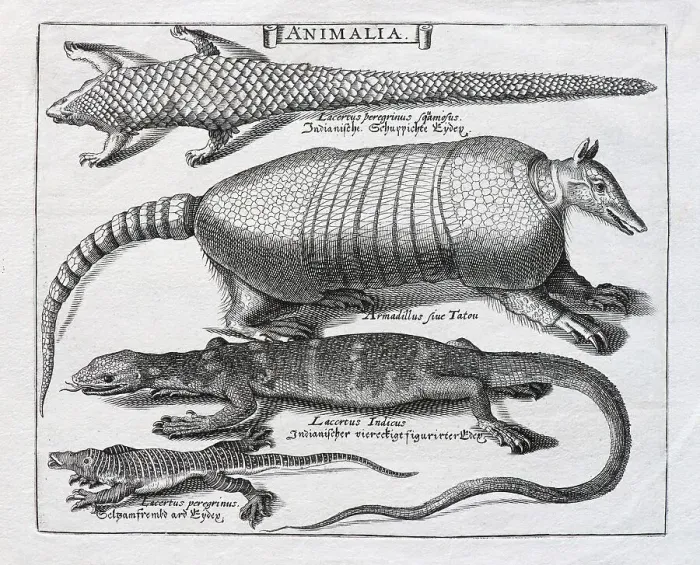 Framed Print : Various scale animals, copper engraving by Basilius Besler Framed Print : Various scale animals, copper engraving by Basilius Besler