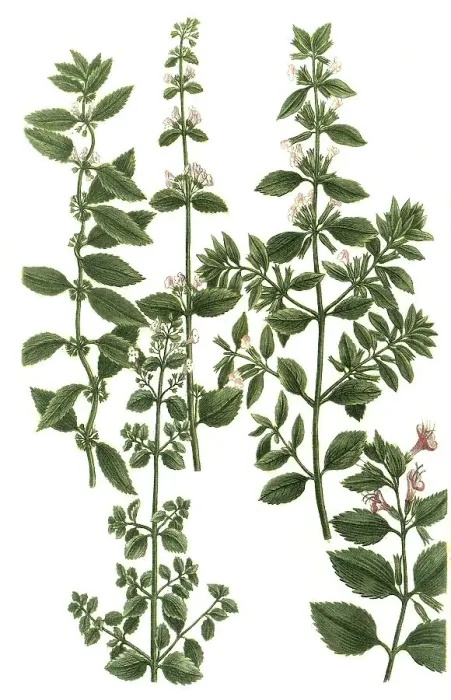 Framed Print : Various species of mint, Mentha