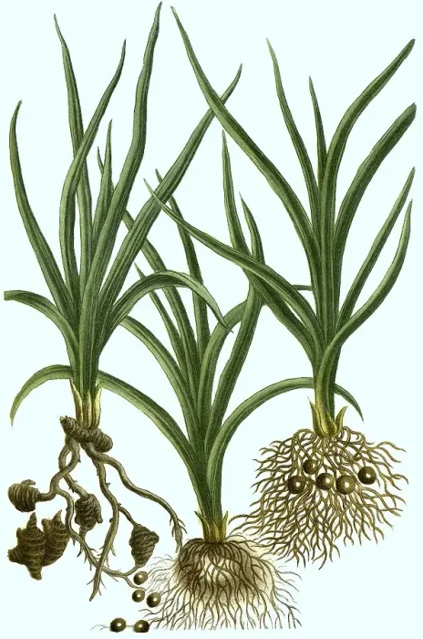 Framed Print : Various species of the plant genus Cyperus