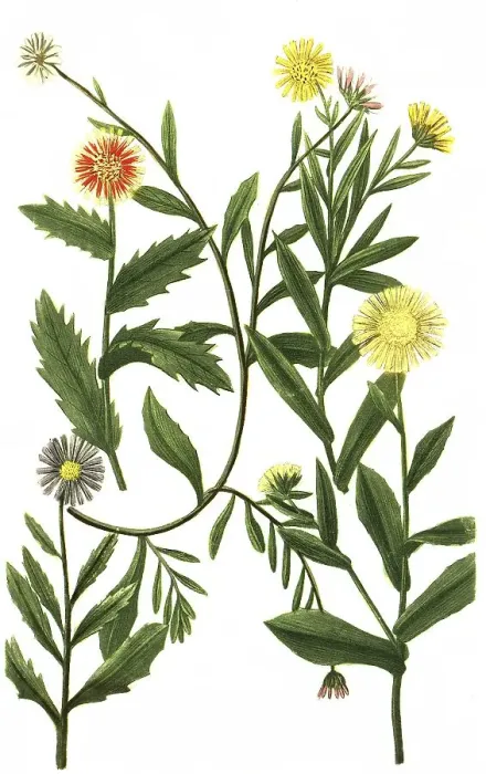 Framed Print : Various species of the plant genus Marigolds