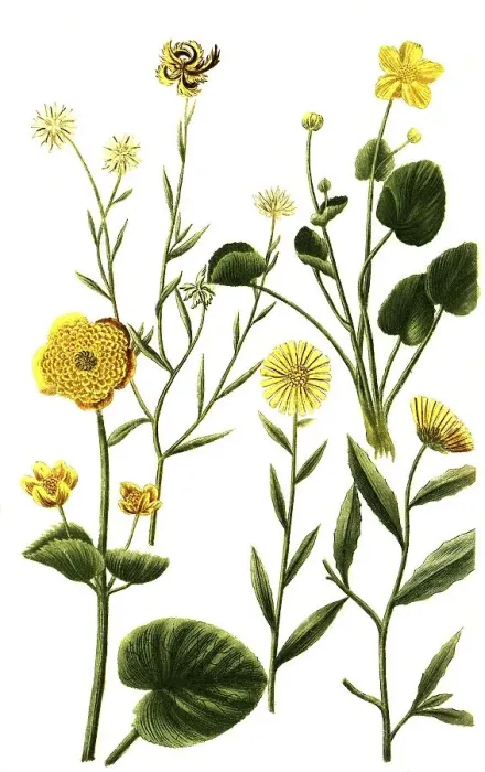 Framed Print : Various species of the plant genus Marigolds
