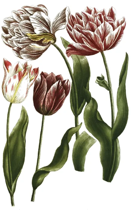 Framed Print : Various tulips, tulipa, illustration