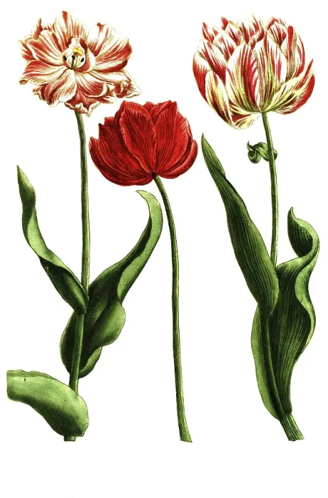 Framed Print : Various tulips, tulipa rubra and flore pleno versicolor