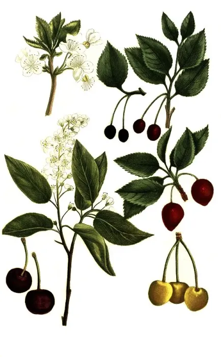 Framed Print : Various varieties of cherries, sweet cherries