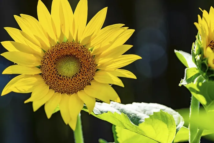 Framed Print : A vast field of golden sunflowers sways gently in the warm summer breeze Framed Print : A vast field of golden sunflowers sways gently in the warm summer breeze