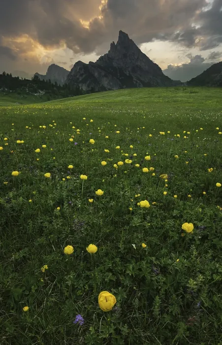 Framed Print : A vast flower meadow with yellow blossoms stretches out against dramatic mountain peaks under a cloudy sky on the Passo Framed Print : A vast flower meadow with yellow blossoms stretches out against dramatic mountain peaks under a cloudy sky on the Passo
