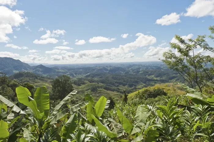 Framed Print : Vast mountainous landscape with banana trees at front