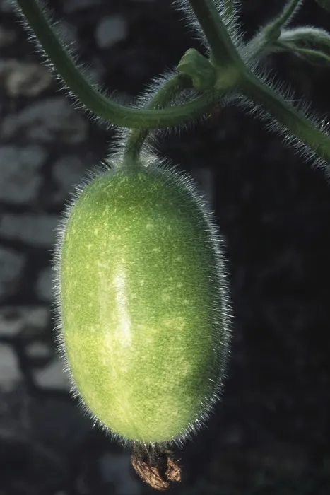 Framed Print : Vegetable, ash gourd, india