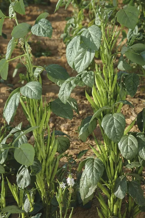 Framed Print : Vegetable, Cluster (Gawar) Beans Framed Print : Vegetable, Cluster (Gawar) Beans
