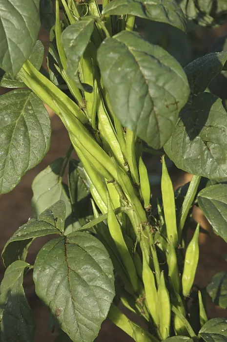 Framed Print : Vegetable, Cluster (Gawar) Beans Framed Print : Vegetable, Cluster (Gawar) Beans