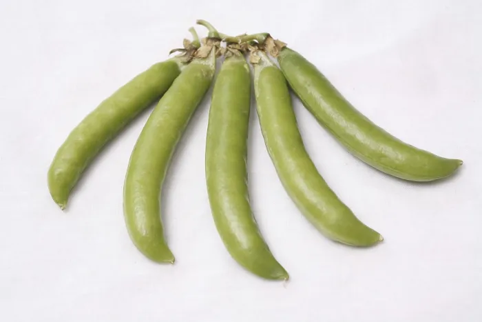 Framed Print : Vegetable, Green Pea pods Pisum sativum arranged as five fingers of hand on white background Framed Print : Vegetable, Green Pea pods Pisum sativum arranged as five fingers of hand on white background