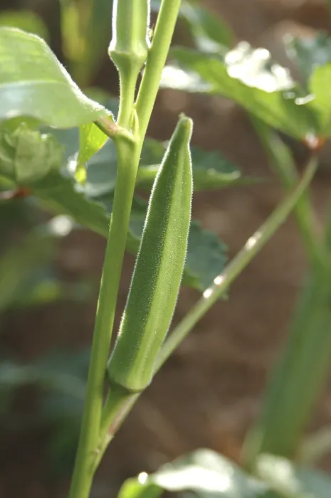 Framed Print : Vegetable, Okra Abelmoschus esculentus Framed Print : Vegetable, Okra Abelmoschus esculentus