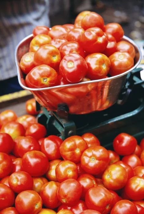 Framed Print : Vegetable, red tomatoes in weight scale