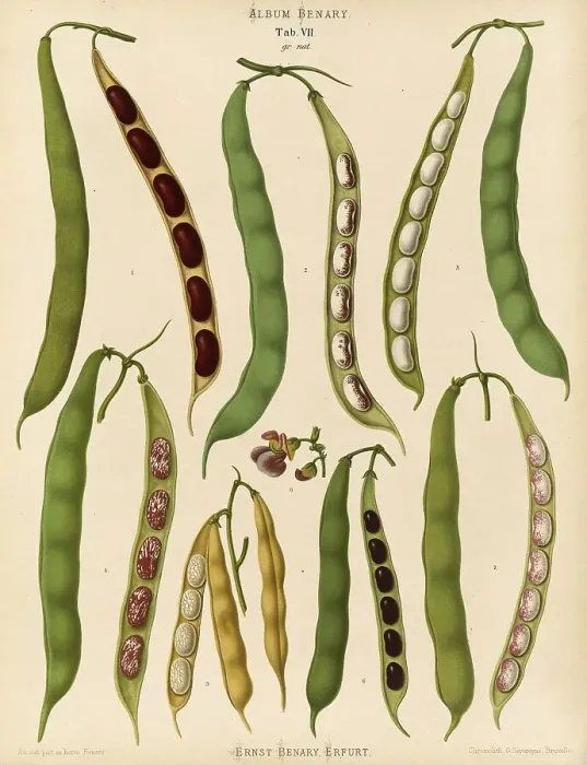 Framed Print : Vegetables, beans, dwarf beans Framed Print : Vegetables, beans, dwarf beans